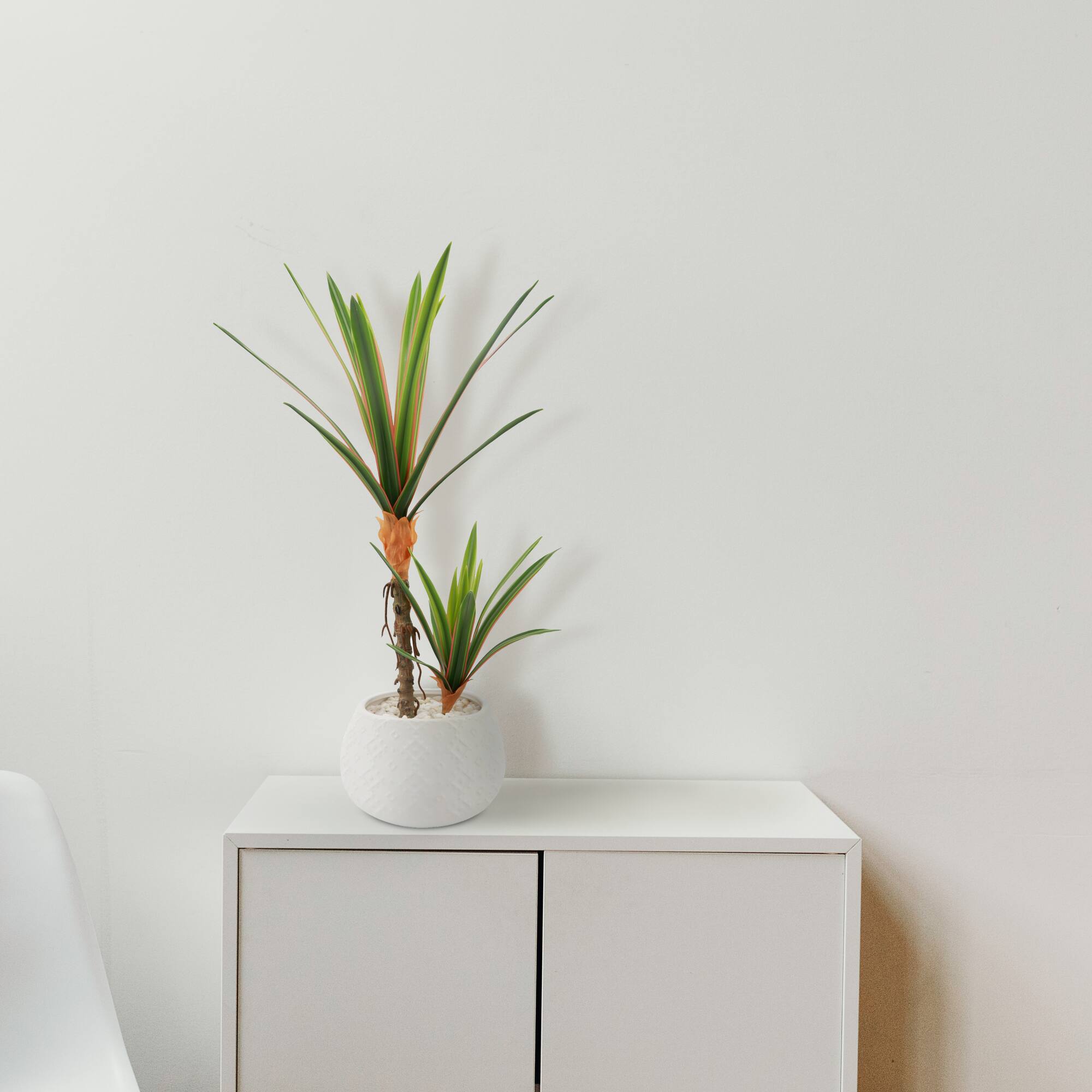 Flora Bunda® 17" Yucca Plant in White Ceramic Planter